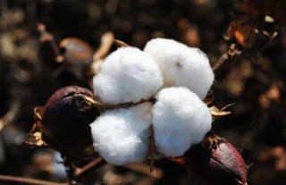 高产棉花品种有哪些？,第1图