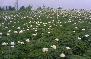 白芍的种植前景,第4图