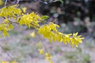 淮安适合养什么花，市花和市树是什么,第2图