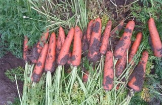 胡萝卜的种植技术,第2图