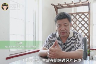 蟹爪兰叶子发软怎么办,第1图