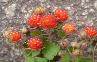野草莓种植该怎么管理,第2图