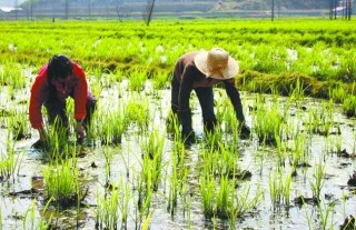 茭白的种植技术,第3图