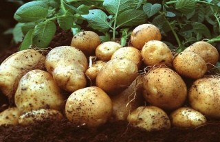 土豆的种植时间与方法,第1图
