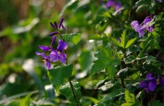 如何种植延胡索,第2图