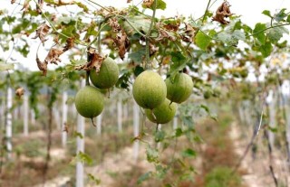 瓜蒌种子价格及种植方法,第1图