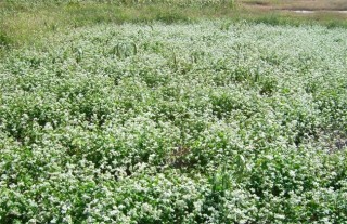 荞麦如何种植才能高产,第3图