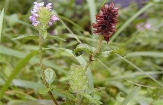 夏枯草怎么繁殖,第1图