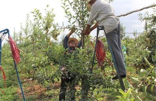 苹果摘心方法和注意事项,第2图