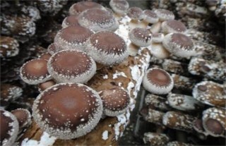 香菇菌丝徒长的原因及防治方法,第1图
