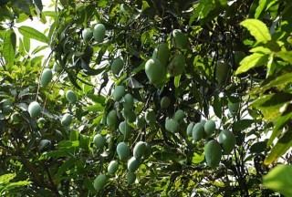 芒果的种植条件,第3图