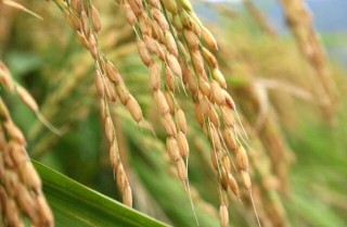 关于水稻种植生长后期的管理方法,第1图