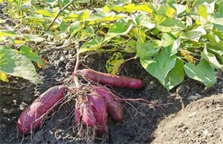 紫薯高产栽培管理技术,第1图