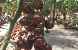 黑番茄的种植方法,第2图