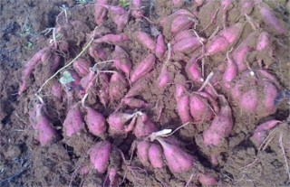 紫薯的育苗技术,第1图
