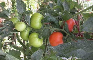 西红柿种子价格及种植方法,第4图