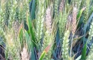 小麦死穗原因及防治措施,第3图