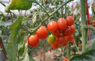 西红柿种植技术,第4图