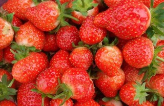 草莓无土栽培技术(2),第4图