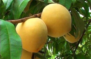 常见的桃子品种有哪些,第2图