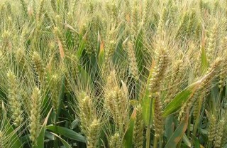 如何对小麦种子的优劣进行鉴别 ,第5图