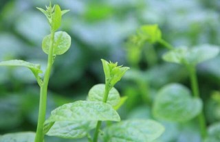 木耳菜的种植技术,第1图