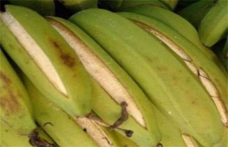 香蕉裂果的预防措施,第1图