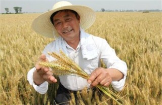 小麦选种方法和技巧,第3图