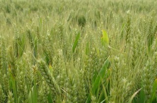 小麦田主要除草剂及使用方法(4),第5图