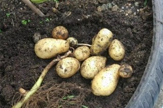 种土豆的方法，用什么底肥最好,第3图