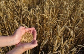 小麦选种方法和技巧,第1图