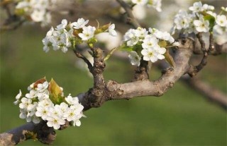 梨树花期如何管理？梨树的花期管理技术,第4图