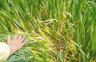 小麦黄化原因及防治方法,第2图