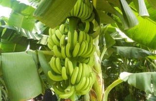 香蕉有种子吗？,第3图