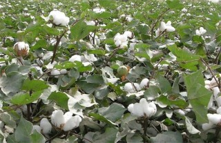 棉花苗期管理技术要点,第6图