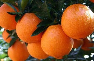 橙子怎么种好,第2图
