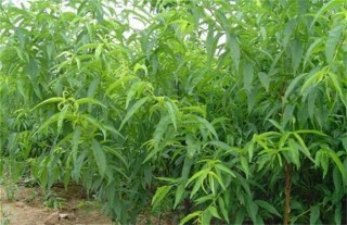 黑枣的种植技术,第3图