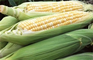 甜玉米的种植技术,第1图