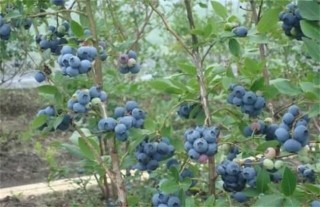 蓝莓肥害预防措施,第3图