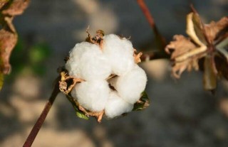 高产棉花品种有哪些？,第3图
