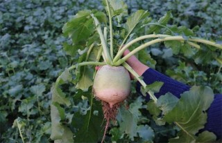 心里美萝卜种植技术,第2图