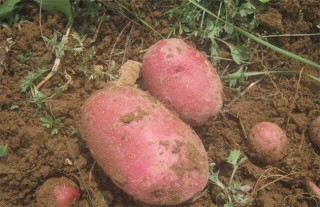 红皮土豆的种植技术,第2图