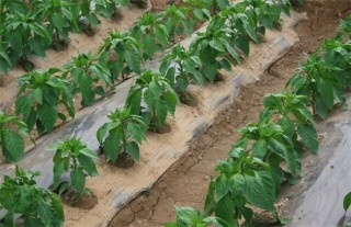 辣椒种植技术与管理,第2图