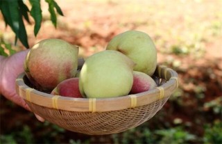 常见的桃子品种有哪些,第3图