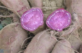 紫薯的田间管理,第4图