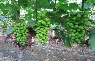 夏黑葡萄种植管理技术,第5图