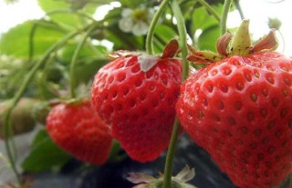 种草莓用什么肥料好？,第4图