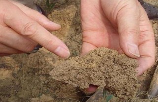 果园土壤板结是怎样造成的,第3图