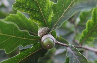 怎样种植橡子,第4图