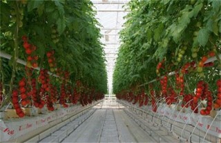西红柿种植技术,第6图